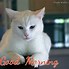 Image result for Cat Morning Hilarious