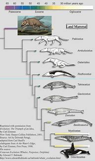 Image result for Whale Evolution Timeline