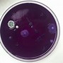 Image result for Bacteria Art