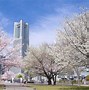 Image result for Yokohama Japan Cherry Blossoms