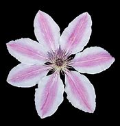 Image result for Winter Flowering Clematis