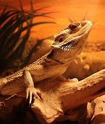 Image result for A Dragon Lizard Background Images