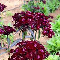 Image result for Dianthus Pudsey Prize