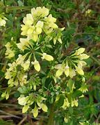 Bildergebnis für Coronilla valentina subsp. glauca