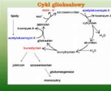 Image result for cykl_glioksalowy