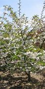 Image result for Prunus serrulata Shirofungen