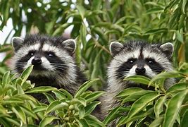 Image result for Green Raccoon