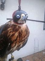 Image result for Funny Falcon