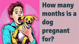 Image result for How Long Is a Dog Pregnant