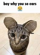 Image result for Cat with Curly Ears Meme