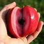 Image result for Red Love Apple