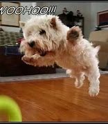 Image result for Way to Go Animal Meme