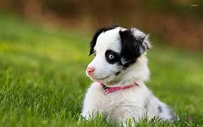 Image result for Puppy Dog Eyes Background Cute