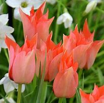 Image result for Tulipa batalinii Salmon Gem