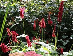 Image result for Persicaria amplexicaulis JS® Sangre