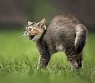 Image result for Tabby Cat Hissing