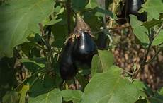 coltivare melanzane in vaso orto sul balcone cosa piantare per avere ortaggi freschi coltivare melanzane in vaso orto sul balcone cosa piantare per avere ortaggi freschi