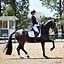 Image result for Dressage