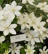 Image result for Herbaceous Clematis Alfred