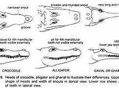 Image result for Crocodile Alligator Caiman Gharial