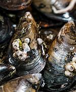 Image result for Black Clams