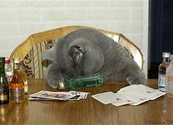 Image result for Alcohol Cat Memes