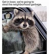 Image result for Roof Raccoon Meme