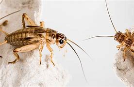 Image result for Crickets Eat Paper