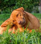 Image result for Skin Lesions On Dogs