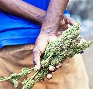 Image result for Jamaica Marijuana