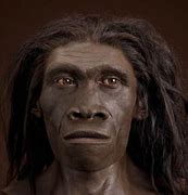 Image result for Homo Erectus Drawing