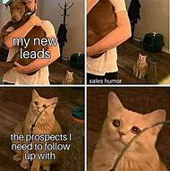 Image result for Sales Cat Meme