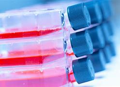 Image result for Cell Culture
