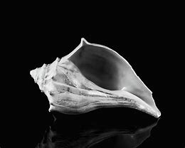 Image result for Periostracum On Queen Conch