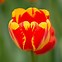 Image result for Tulip Happy Banja