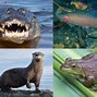 Image result for freshwater biome