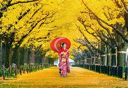 Image result for Autumn Leaves in Tokyo