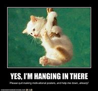 Image result for Hanging Cat Meme