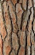 Image result for trees bark textures