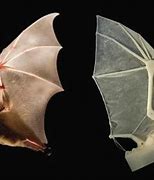 Image result for Rubber Bat Winged Skull