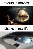 Image result for Cute Shark Memes