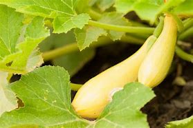 Image result for Types of Squash Plants
