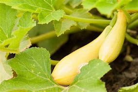 Image result for Grow Summer Squash