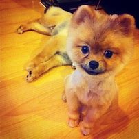 Image result for Jiff Pom Cute