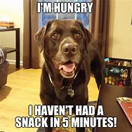 Image result for Labrador Jokes