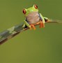 Image result for Black Eyed Tree Frog Wallpaper