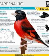 Image result for cardenalato