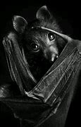 Image result for White Ghost Bats Creepy