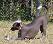 Image result for Ugly Hairless Dog