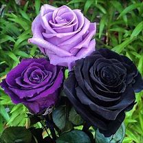 Image result for Black Forever Rose